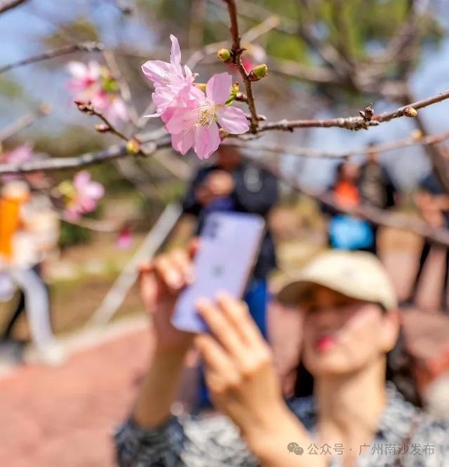 定了！南沙樱花节3月17日开幕→(图2)