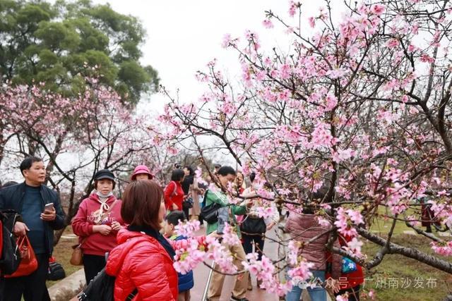 定了！南沙樱花节3月17日开幕→(图9)