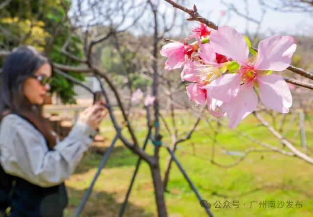 定了！南沙樱花节3月17日开幕→(图10)