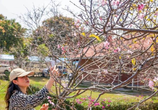 定了！南沙樱花节3月17日开幕→(图11)
